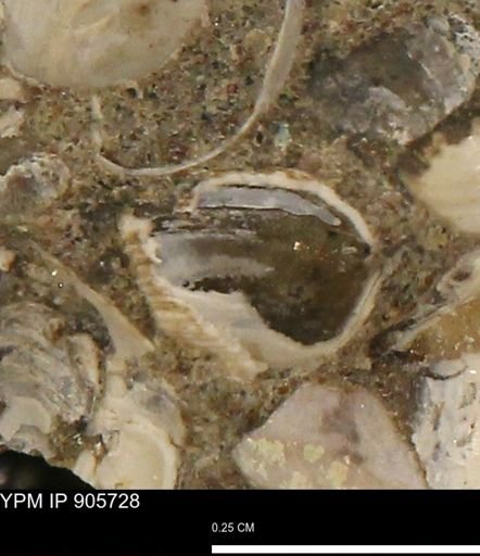 Corbulamella sp.