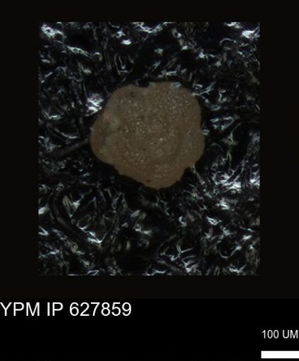 undet. Foraminiferida