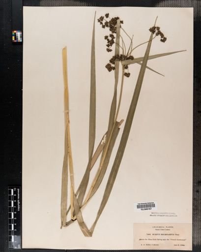 Scirpus microcarpus