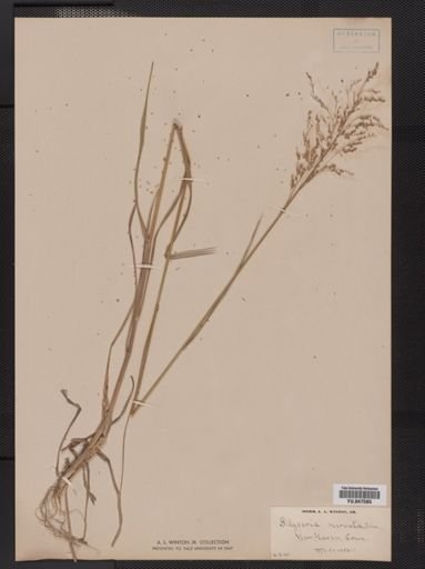Glyceria striata
