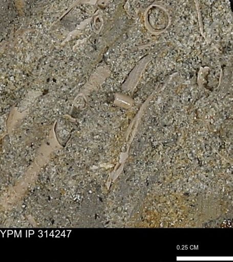 undet. Scaphopoda