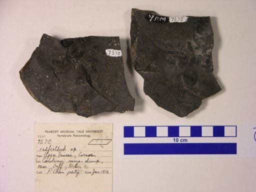 Cionichthys sp.