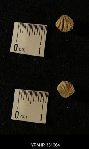undet. Rhynchonellida