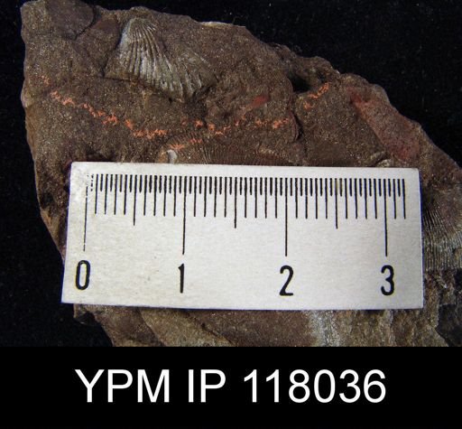 Camarotoechia marklandensis