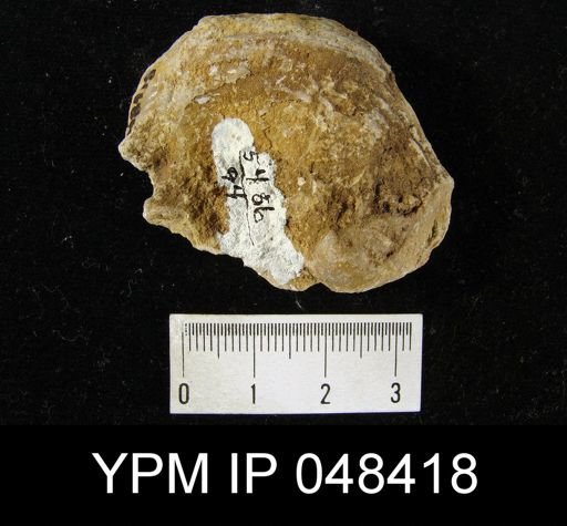 Rhipidium pingius