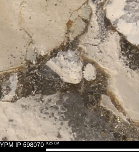 Protocardia?