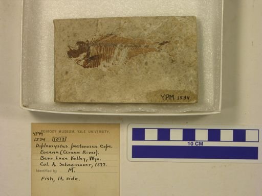 Diplomystus pectorosus