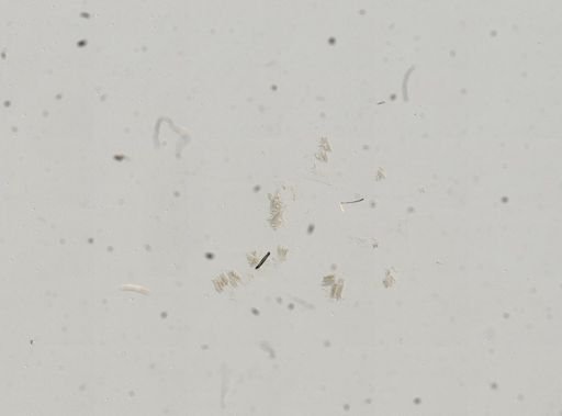 Pyrgulopsis longinqua