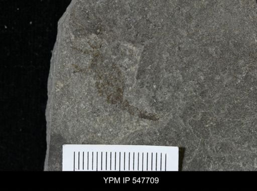 Proscorpius osborni