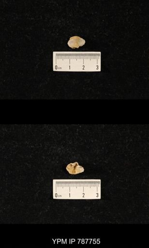 Brachiopoda