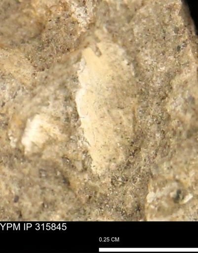 undet. Mollusca