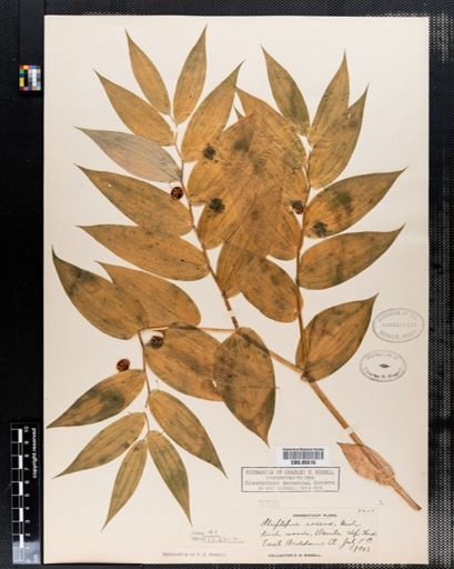 Streptopus roseus