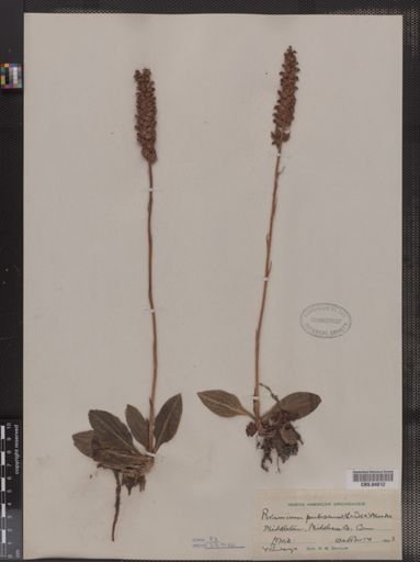 Peramium pubescens