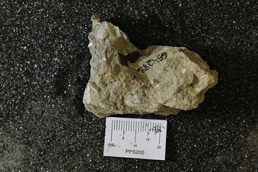 undet. Bivalvia