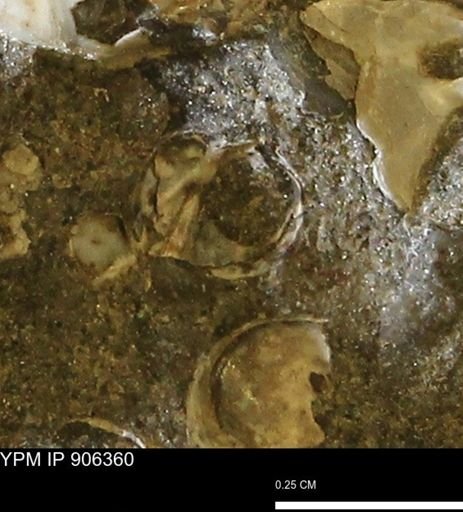 undet. Bivalvia