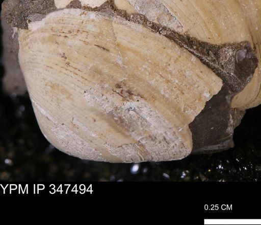 Limopsis striatopunctatus