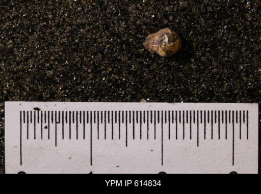 Protocardia subquadrata