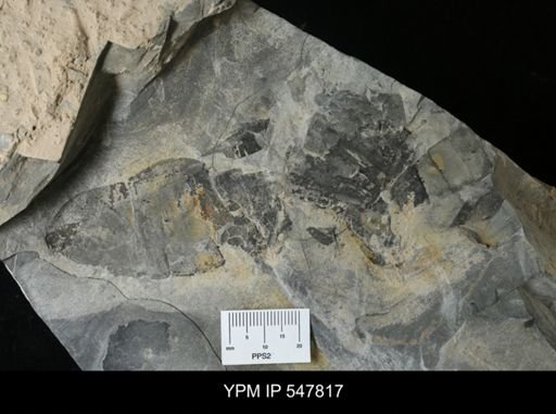undet. Eurypterida