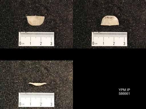 Chonetes granulifer