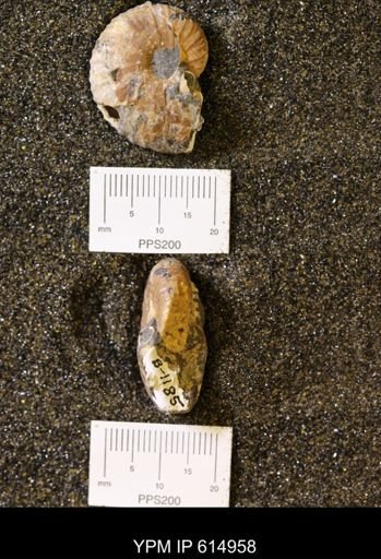 Discoscaphites sp.