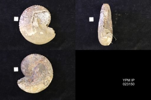 Jeletzkytes nebrascensis