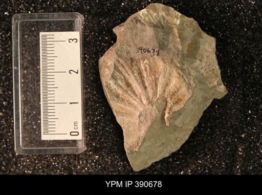 undet. Scaphitidae