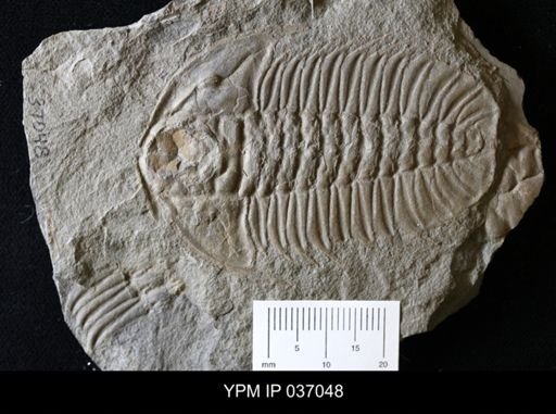 Olenoides serratus