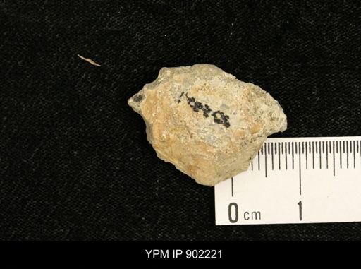 undet. Inoceramidae