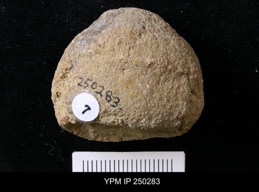 Astylomanon cratera
