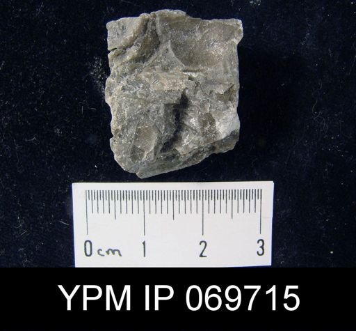 Plectambonites sericeus