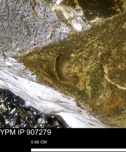 Gastropoda?