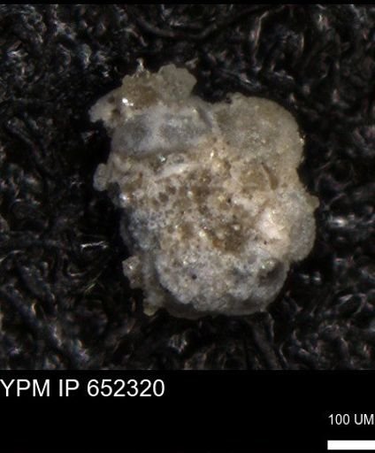 undet. Foraminiferida