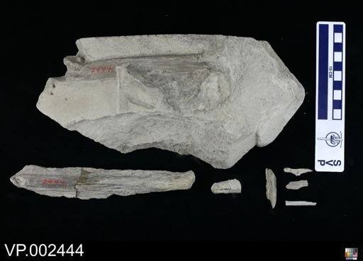 Pteranodon