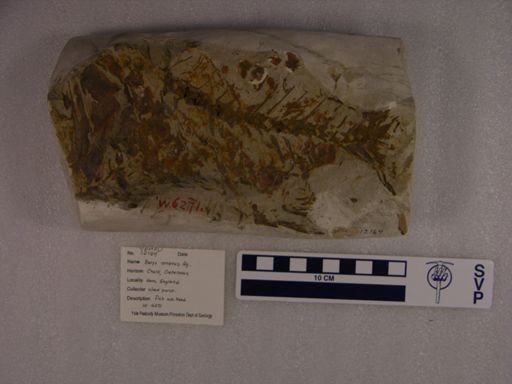 Beryx ornatus