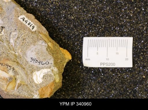 Corbicula sp.