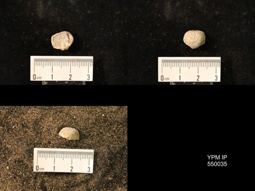Marginifera