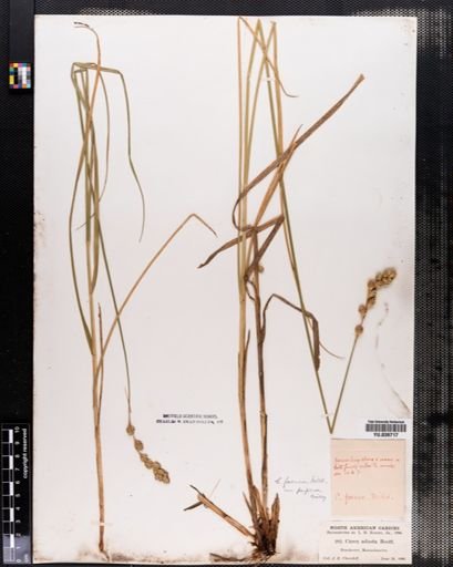 Carex