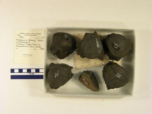 Mosasaurus dekayi