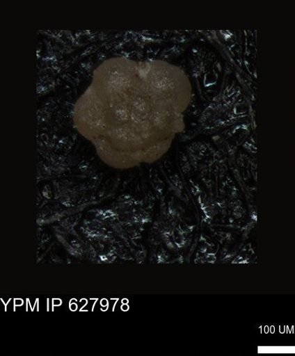 undet. Foraminiferida