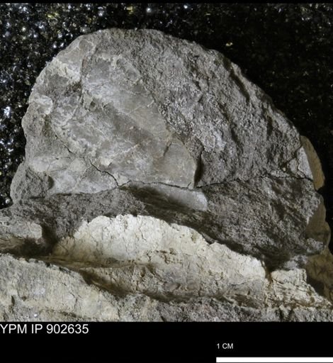 undet. Inoceramidae