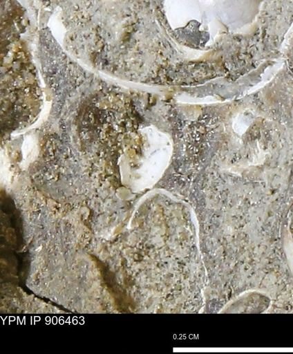 undet. Mollusca