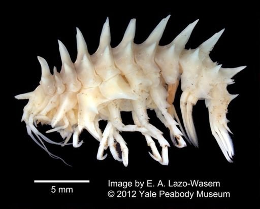 Epimeria oxicarinata