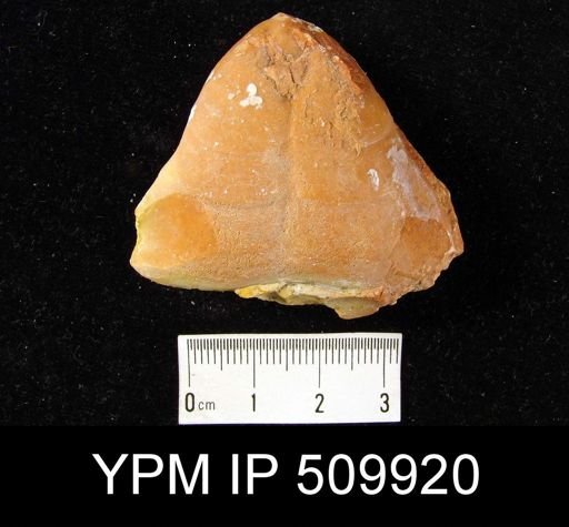 Pygope sp.
