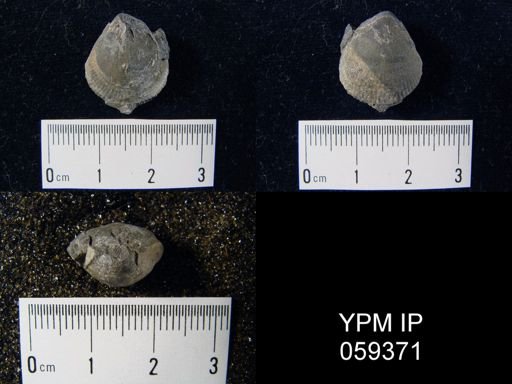 Rensselaeria aequiradiata