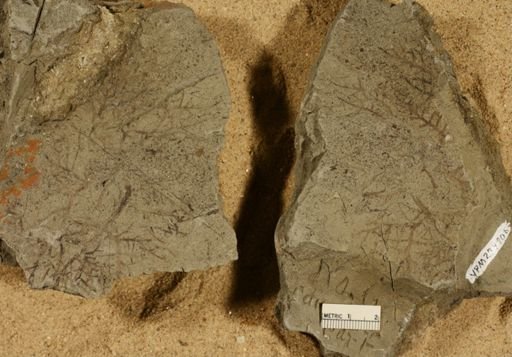 Chondrites dictyotoides