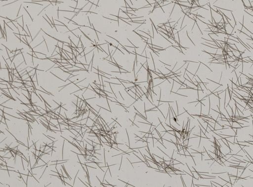 Suberites sp.