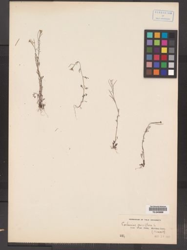 Cardamine parviflora var. arenicola