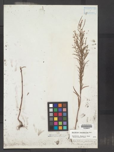 Epilobium leptophyllum