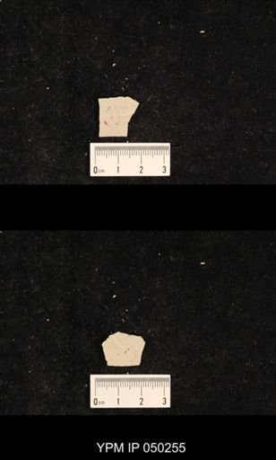 undet. Hexapoda