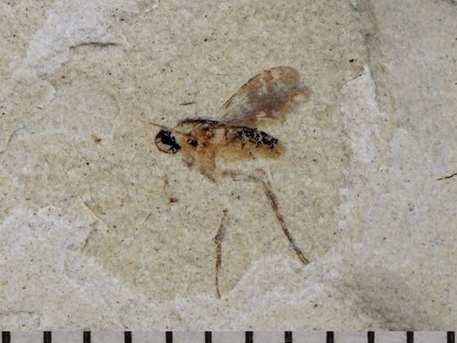 Agromyzidae?